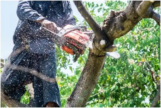 tree services West Haven-Sylvan